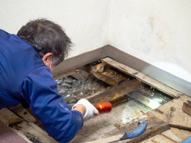 Best Residential Mold Remediation in Claremont, NC