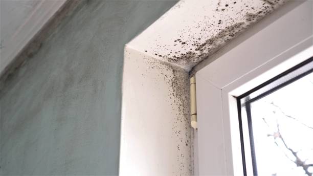 Best Localized Mold Remediation (e.g., coastal areas, humid climates) in Claremont, NC