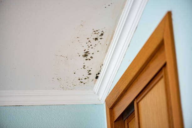 Best Preventive Mold Services in Claremont, NC