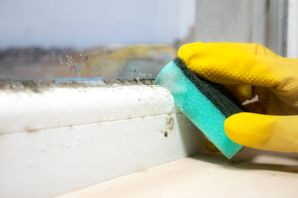 Best Attic Mold Remediation in Claremont, NC