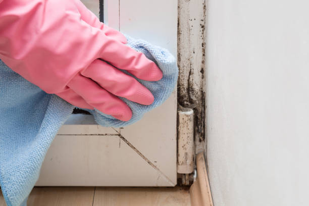 Best Black Mold Remediation in Claremont, NC
